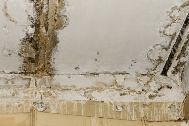 Best Local water damage restoration  in USA